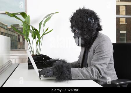 Side view of young man in gorilla mask using laptop at office Stock Photo
