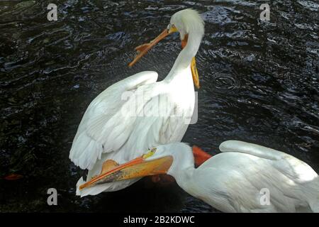 American white pelicans on pond in Florida, USA Stock Photo