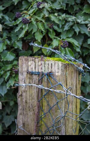 fence remains held by steel ramps, framed by mushrooms growing on the wood Stock Photo