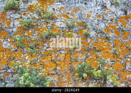 Close-up photo of an old stone wall covered with moss and grass. Stock Photo