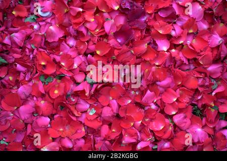 Rose petals spread on flat area. Stock Photo