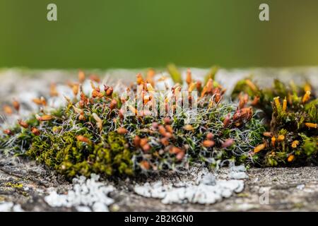 Macro shot of green moss (Hypnum cupressiforme) with capsules (sporangium) containing spores. It is a bioindicator for environmental pollution Stock Photo