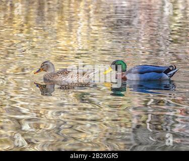 A pair of Mallards (Anas platyrhynchos) swim in a Franklin Canyon pond , Los Angeles, CA. Stock Photo