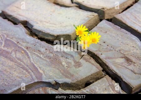 Small Yellow Flower Growing In A Dried Volcano Mud Suggesting The Power Of Life Stock Photo