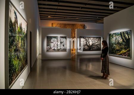 Hayward Gallery, London, UK. 3rd Mar 2020. Thomas Struth, Paradise 11, 1999, Shi Guowei, Pine, 2016, Robert Longo, Untitled (Sleepy Hollow), 2014 and Thomas Struth, Paradise 13, 1999, - Among the Trees at Hayward Gallery, a new exhibition that reimagines how we think about trees and forests, and how they have shaped human civilisation. Curated by Hayward Gallery Director, Ralph Rugoff, the show includes Colombian rainforests, jungles in Japan, olive orchards in Israel, Scandinavian woods and an underground forest in South Africa. It runs 4 March - 17 May 2020. Credit: Guy Bell/Alamy Live News Stock Photo