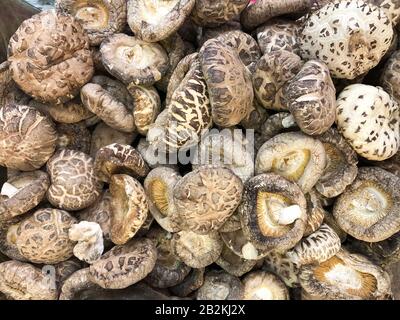 pile of mushrooms on market closeup - Shitake mushroom Stock Photo