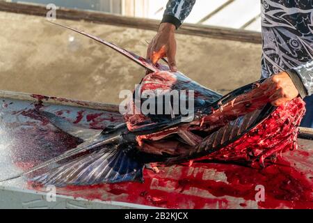 fisherman hands cutting a fresh marlin detail Stock Photo