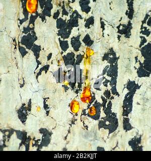 Sap dripping from tree bark, close-up. Stock Photo