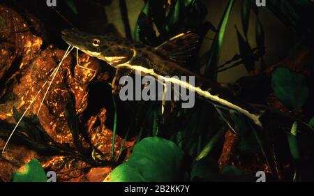 Tiger-striped shovelnose catfish, Pseudoplatystoma fasciatum Stock Photo