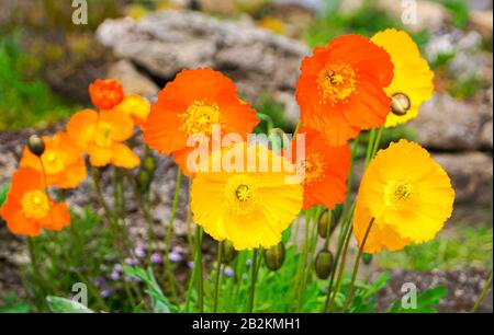 Yellow and orange Poppy flowers background. Spring concept. Vertical format. Stock Photo