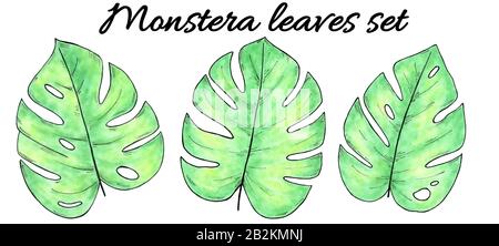 Hand drawn watercolor tropical plants set. Watercolor monstera leaves isolated on white Stock Photo