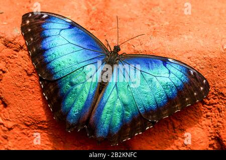 A blue morpho butterfly with iridescent blue and green wings is resting with its wings fully spread on a rough, orange-colored textured surface. The butterfly's wings display a gradient from deep Stock Photo