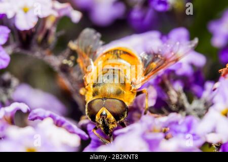 Fake Bee Insect Fake Bee Myathropa Florea A Wasp Imitating Perfectly A Common Bee ...