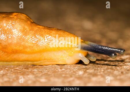 A Snail Without A Shell They Are Often Called Slugs Shoot In Ecuadorian Rainforest Stock Photo