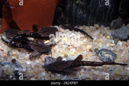 Two-colored banjo catfish, Dysichthys coracoideus Stock Photo