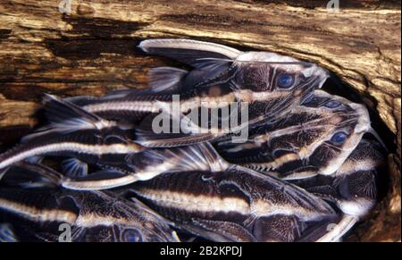 Chocolate doradid catfish, Platydoras costatus Stock Photo