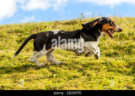 Feminine Hound Hound Pursuit Prey Shot From Low Angle At Full Racing Speed Stock Photo