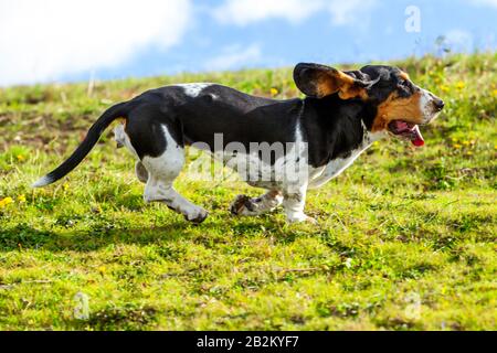 Female Basset Hound Chasing Prey Shot From Low Angle At Full Running Speed Stock Photo