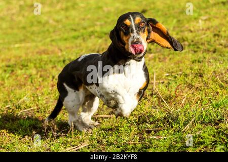 Feminine Hound Hound Pursuit Prey Shot From Low Angle At Full Running Speed Stock Photo