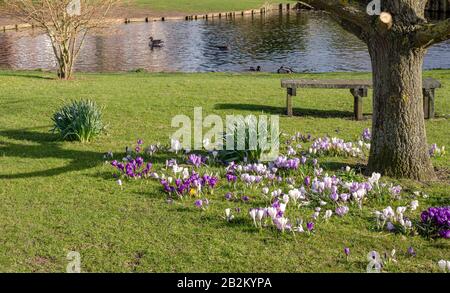 Wigginton pond in early spring.   Croci surrounded the base of a tree and ducks swim in the water beyond. Stock Photo