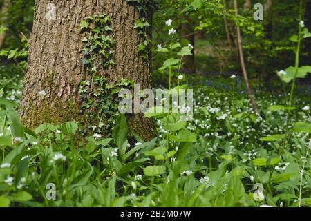 Bear's garlic blooming in the springtime forest Stock Photo