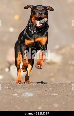 Young Adult Rottweiler 9 Months Old Retrieving A Stone At Full Speed Stock Photo