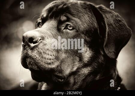 A close-up, sepia-toned portrait of a black dog, likely a Labrador Retriever, shown in profile. The dog is looking upward and to the side with a calm, contemplative expression. Its eyes are soft and Stock Photo