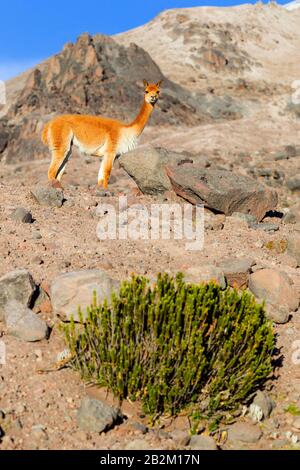 Vicugna Or Vicuna Male A Camelid Specie Special Towards The Andes Rise In South America Guarding His Flock Shot In The Wild In Chimborazo Faunistic Re Stock Photo