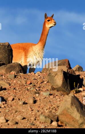 Vicugna Or Vicuna Male A Camelid Specie Specific To The Andes Highlands In South America Guarding His Flock Shot In The Wild In Chimborazo Faunistic R Stock Photo