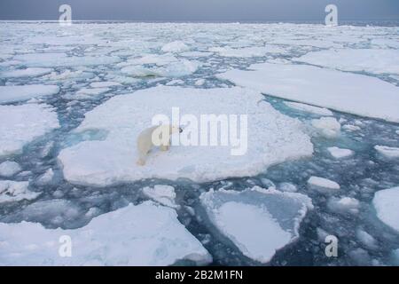 Big Polar bear on the floating ice in the arctic. Svalbard, Norway