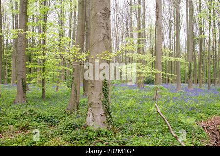 Springtime landscape in deciduous forest Stock Photo