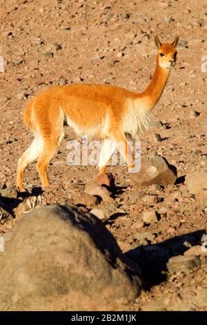 Vicugna Or Vicuna Male A Camelid Specie Individual Towards The Andean Rise In South America Guarding His Crowd Shot In The Wild In Chimborazo Faunisti Stock Photo