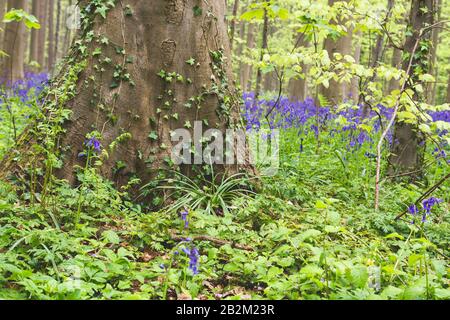 Springtime landscape in the forest with blossoming bluebells purple flowers Stock Photo