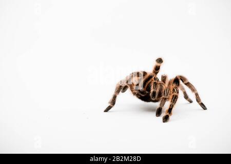 A Chilli Rose Tarantula Spider isolated on a white background Stock Photo