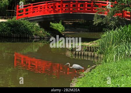 Heron standing motionless on a pond shore, waiting for a prey. At Duke's Gardens in Durham, NC, USA. Stock Photo