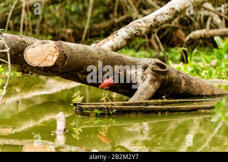 A bird with a black head, red body, and long thin legs stands on a partially submerged, moss-covered log in calm, greenish water. The bird has a bright yellow beak and is positioned near a large Stock Photo