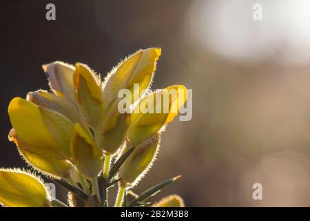 Detail of ulex europeaus or common gorse yellow flowers Stock Photo