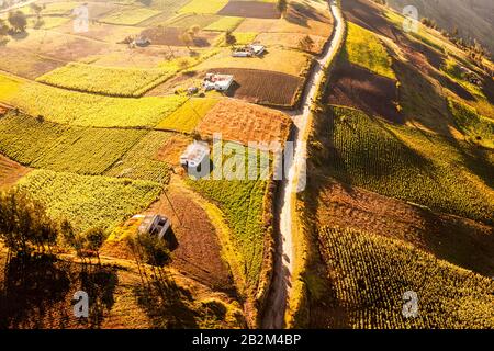 An aerial photograph captures a patchwork of agricultural fields on rolling hills, divided by a winding dirt road. The fields display varying stages of cultivation, with some showing golden crops Stock Photo
