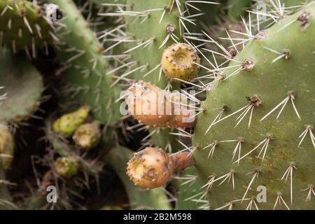 Detail of opuntia ficus indica fruits know as tunas Stock Photo