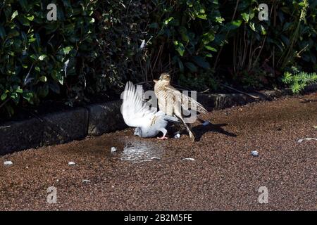 Sparrow hawk and wood Pidgeon Stock Photo