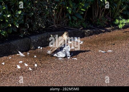 Sparrow hawk and wood Pidgeon Stock Photo