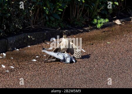 Sparrow hawk and wood Pidgeon Stock Photo