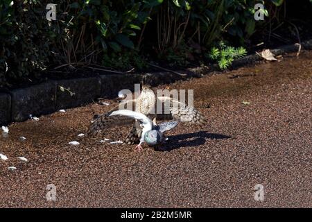 Sparrow hawk and wood Pidgeon Stock Photo