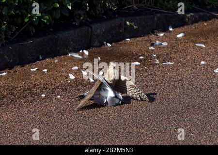 Sparrow hawk and wood Pidgeon Stock Photo