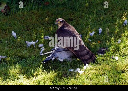 Sparrow hawk and wood Pidgeon Stock Photo