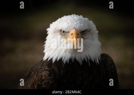 Face portrait of a wild beautiful American bald eagle Stock Photo