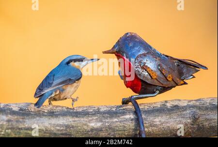 Nuthatch with metal bird sculpture. Stock Photo