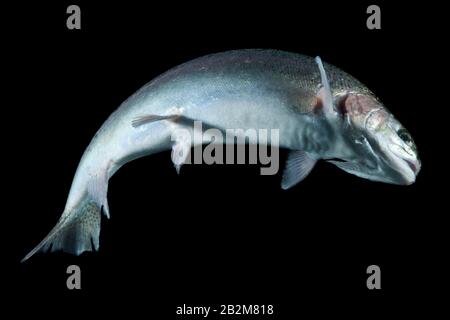 Grown Fish Catch Isolated On Black Stock Photo