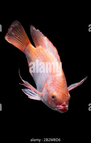 Nile Or Red Tilapia Oreochromis Niloticus Isolated On Black Studio Aquarium Shot Stock Photo
