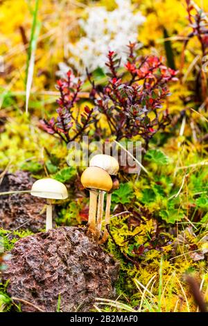 A close-up view of several small mushrooms with pale yellow to beige caps and slender stems emerging from a dark, textured piece of organic matter, likely a decaying log or root, covered in green and Stock Photo